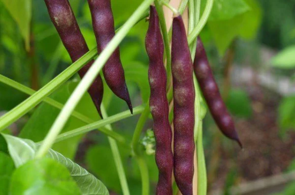 Kā pareizi izvēlēties augu priekštecīmus dārzeņu kultūrām?