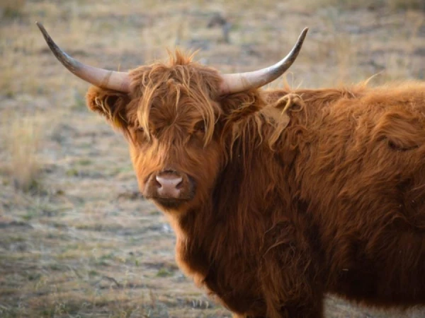 Ķīnā pirmo reizi klonētas astoņas Tibetas govis