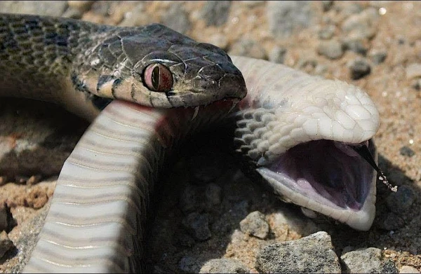 Это зрелище не для слабонервных.