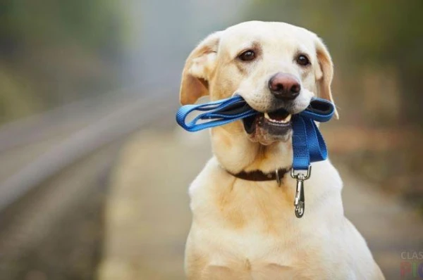 Vai suņi var atpazīt Parkinsona slimību pēc smaržas?