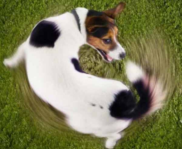 Ko nozīmē suņu astes vicināšana?