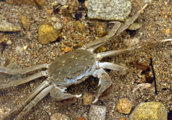 Так вот какой ты, мистер Крабс.