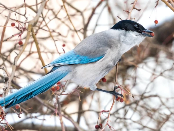 Zilās žagatas palīdz savas sugas neveiksmīgajiem pārstāvjiem