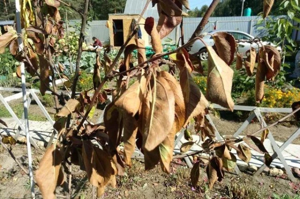 Kāpēc ābele sāk izžūt?