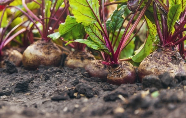 Nosaukts vienkāršs produkts, kas var palīdzēt cilvēkiem ar paaugstinātu asinsspiedienu