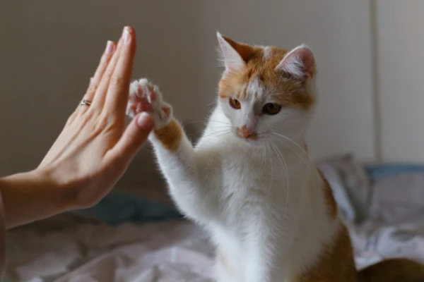 Kā kaķi kļuva par cilvēka pavadoni: mājas kaķu pieradināšanas vēsture