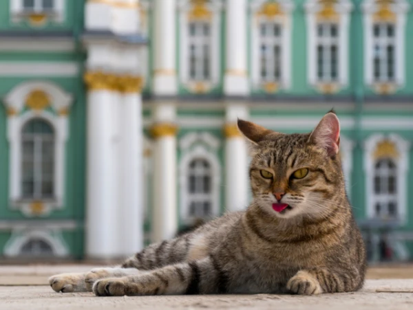 Vai kaķi var strādāt cilvēku labā? Lūk, kā beidzās 5 mēģinājumi apmācīt kaķus «profesijām»