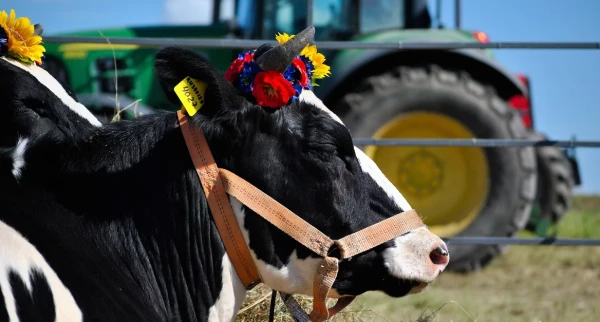 Польские коровы ждут, чтобы их хорошенько подоили.