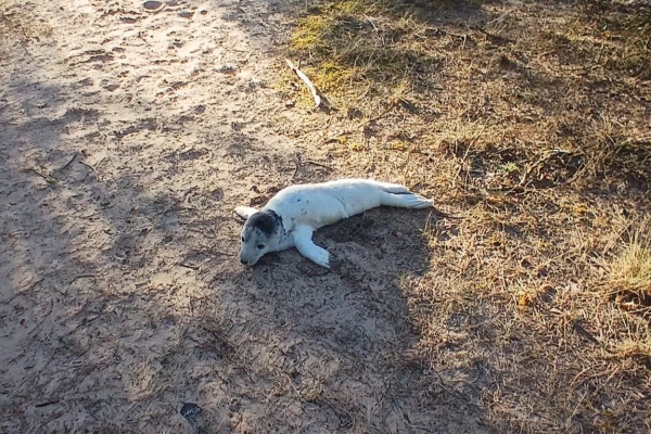 Ventspils novada pašvaldības policijas foto.