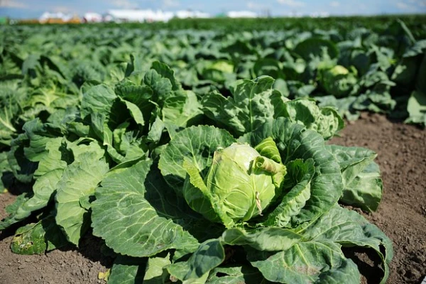 Gastroenteroloģe brīdināja par kāpostu bīstamību