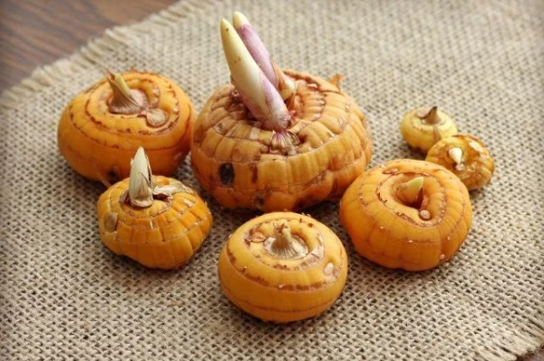 Kā pareizi pavairot gladiolas?