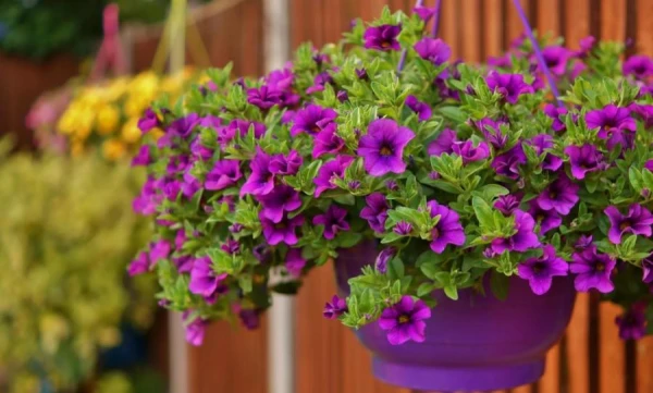 Bioloģe pastāstīja par noderīgu puķi dārzam