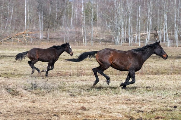 Pirmdien turpināsies lietus, Latgalē spīdēs saule