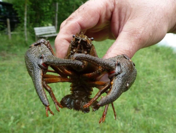 Kad vēzis svilps kalnā?