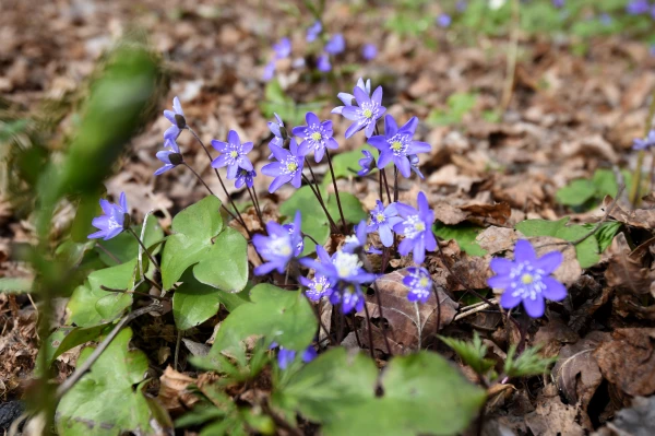 Nedēļas nogale gaidāma lielākoties saulaina