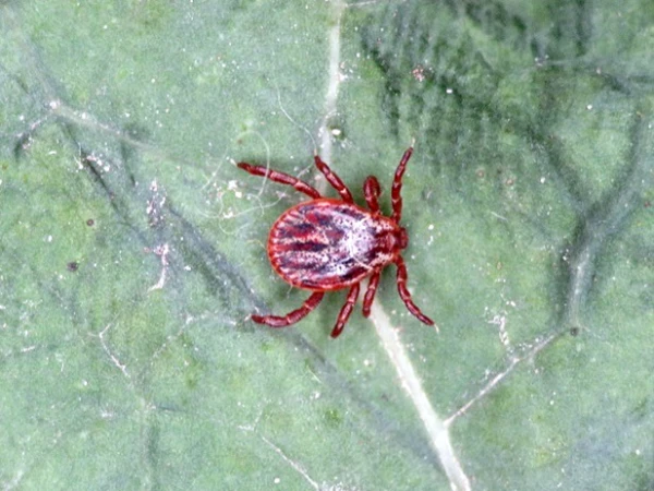 Eksperte: Vakcinācijai pret ērču encefalītu ir jābūt valsts apmaksātai