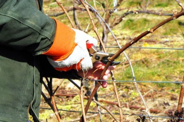 Kā pavasarī pareizi veikt vīnogu ražas normēšanu?