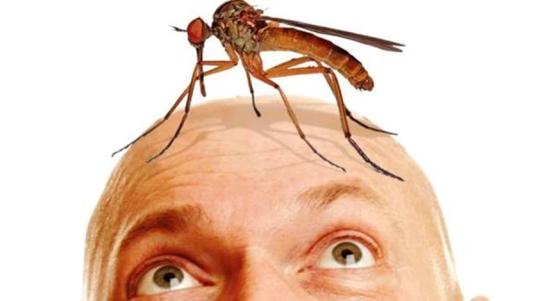 Kāpēc odi ir nepieciešami?