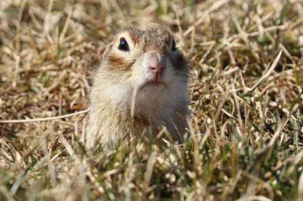 Kādu rekordu uzstādīja Baltkrievijas zemes vāveres?