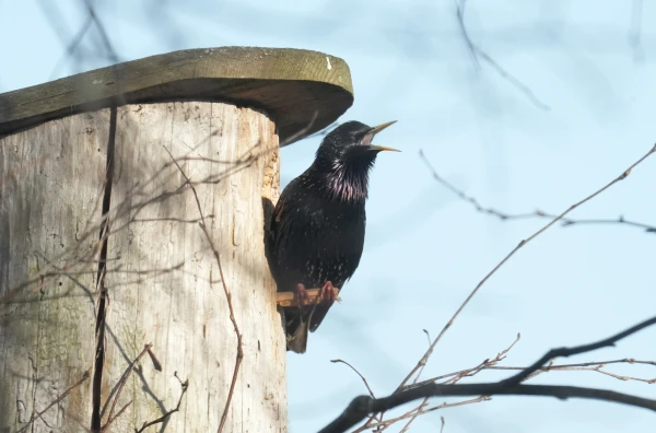 Anticiklona ietekme mazinās, no ziemeļrietumiem tuvojas atmosfēras fronte