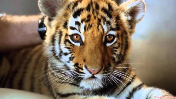 Kāpēc tīģeri nav sastopami Āfrikā?