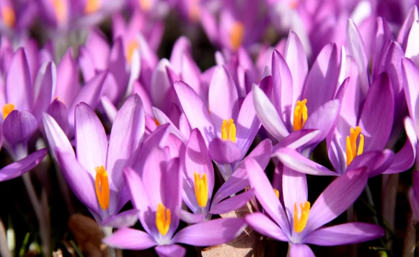 Piektdien sāksies astronomiskais pavasaris