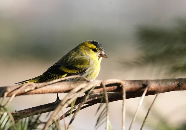 Latvijā gaidāmas dzestras naktis un pavasarīgi siltas pēcpusdienas