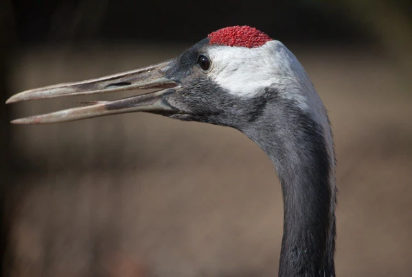 Теперь он больше не под угрозой.