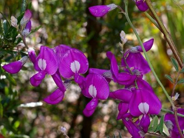 Aitas upurē sevi indīgā «mīļā zirnīša» dēļ