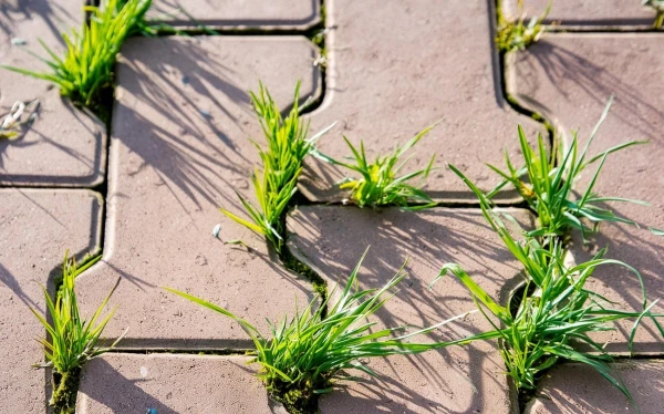 Nezāles uz taciņām: efektīva metode ar verdošu ūdeni un sāli