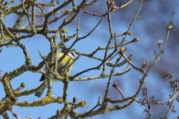 Eiropas ziemeļrietumos atrodas ciklons, tā ietekme palielinās arī Latvijā