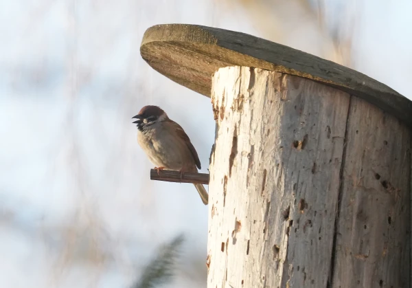 Marta vidus bijis piecus grādus siltāks nekā ierasts