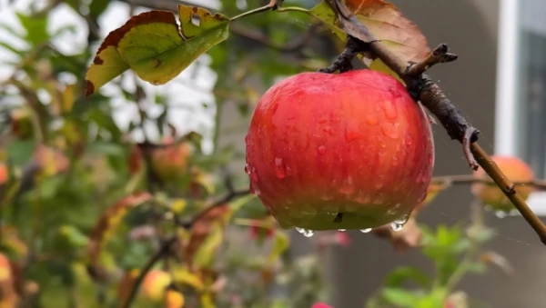 Bīstama kļūda koku atzarošanā — nezaudējiet augus