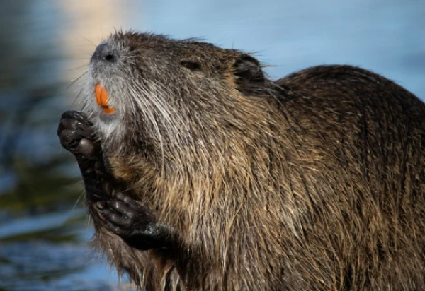 Главное - отключить генный механизм в этих зверьках.