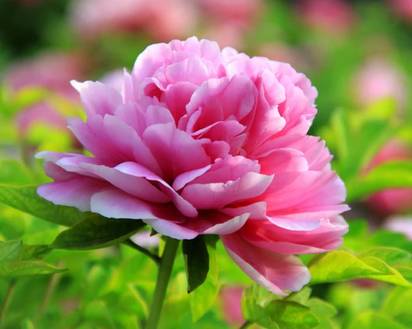 Iestādiet šos 3 ziedus — un mājās ienāks labklājība: tautas ticējumi par bagātību