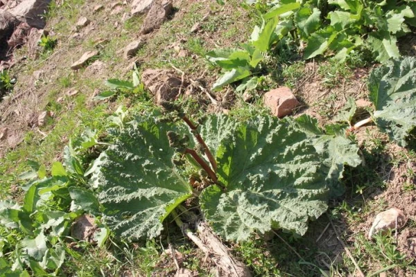 Ko pavasarī var salasīt vasaras mājas dārzā?