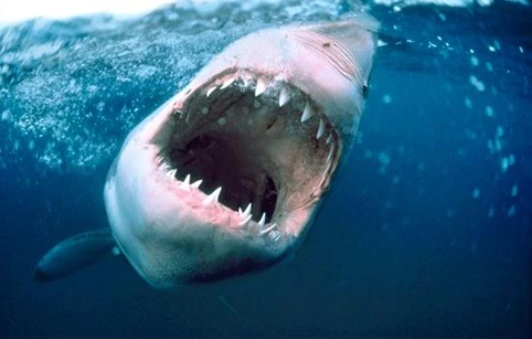 Haizivju saslimstība ar vēzi: mīts un realitāte