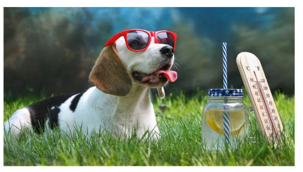 Zinātnieki atklājuši metodi, kā uzlabot suņu kognitīvās spējas