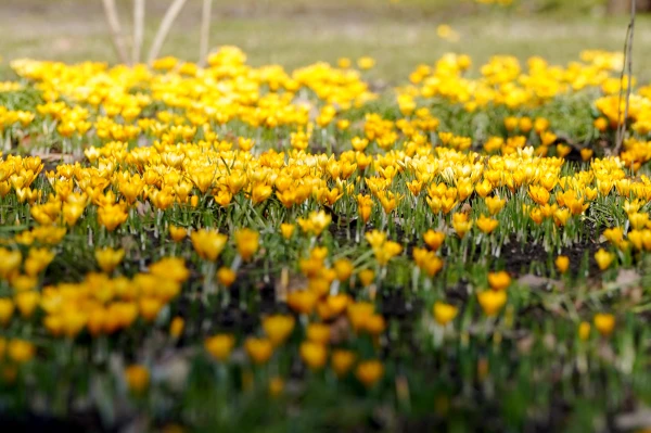 Nedēļas nogale gaidāma lielākoties saulaina