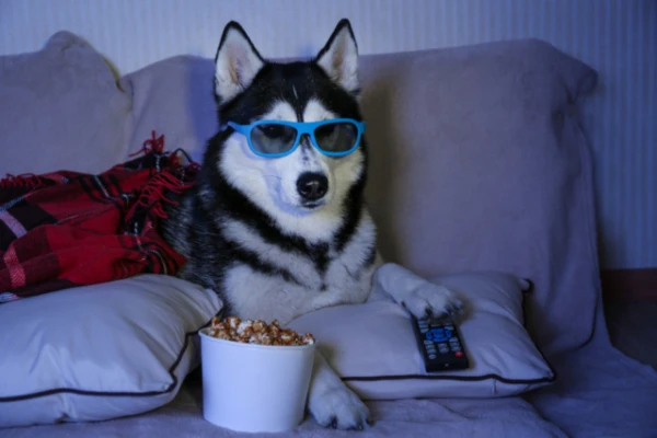 Vai suņi redz televizoru tāpat kā cilvēki?