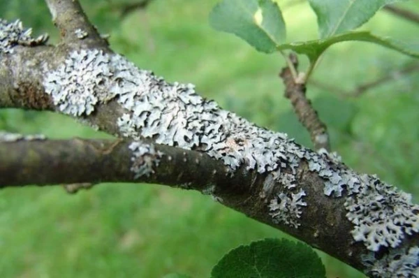 Kā atjaunot novārtā atstātus kokus dārzā?