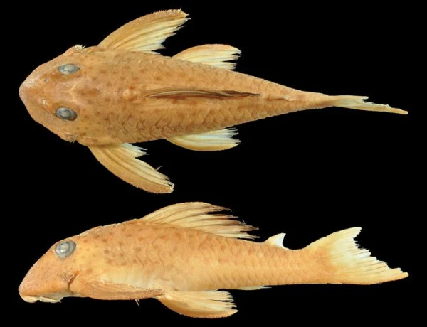 Kura zivju suga ir visretākā?