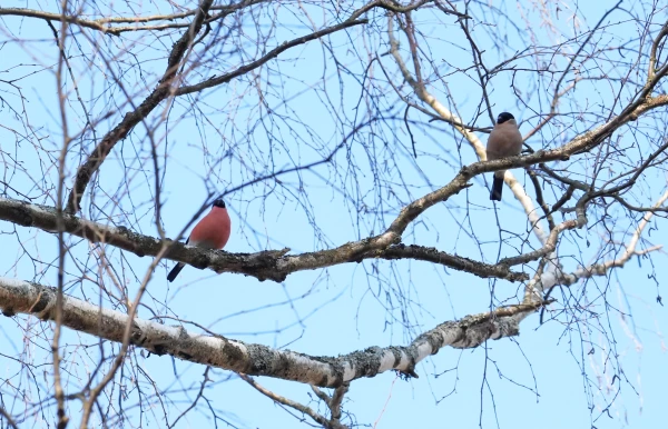 Pār Austrumlatviju stiepjas nekustīga atmosfēras fronte