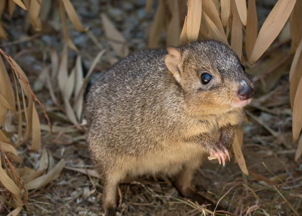 Эти питомцы, они такие милые.