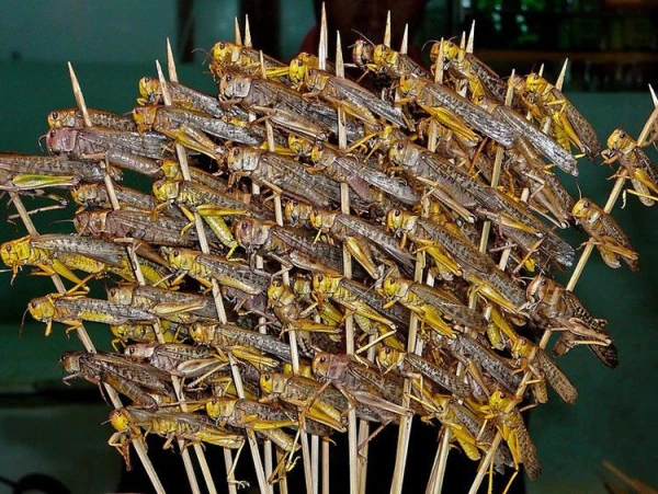 Saranča «minerē» augsni ar olām, kas var izdzīvot pat stiprā sausumā