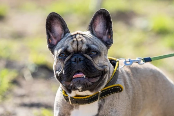 Noteikta pieprasītākā suņu šķirne ASV