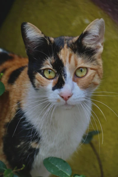 Kā klonēt savu mīļāko kaķi