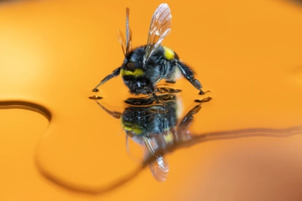 Zinātnieki nejauši atklāja kāmeņu negaidītu spēju