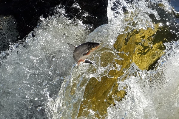 Svētki «Lido zivis Kuldīgā» notiks aprīļa beigās