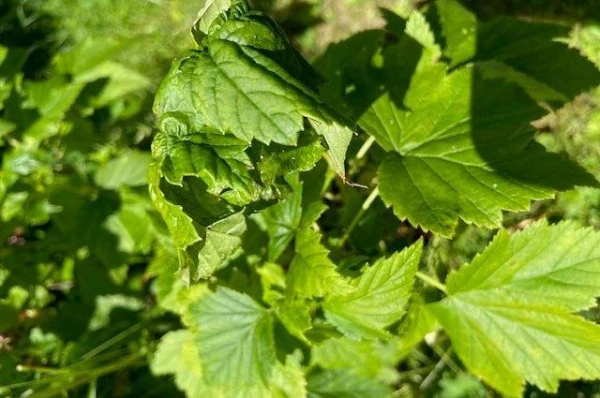 Kā atbrīvoties no upeņu pumpuru ērces?